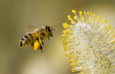 Lợi ích và tác dụng phụ của phấn hoa ong- Ảnh 1.
