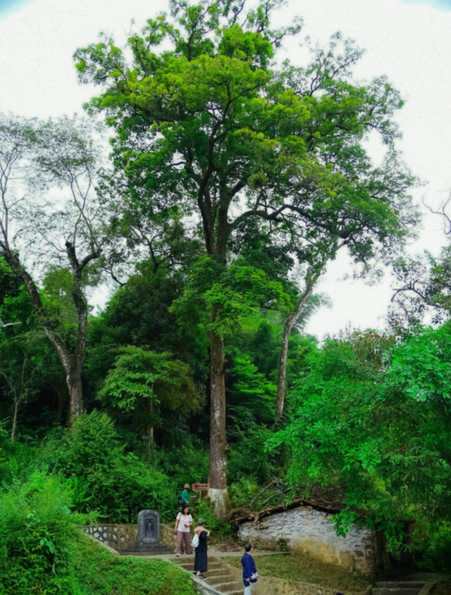 Cây Nhội ở Cao BẰng được coi là cây di sản Việt Nam, có ý nghĩa thiêng liêng như cây thần bảo vệ người dân, được người dân nơi đây lập miếu thờ và chăm sóc.