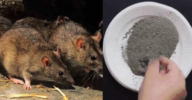 Trong nhà có Chuột, hãy dùng 1 ít xi măng là sạch sẽ không còn một bóng