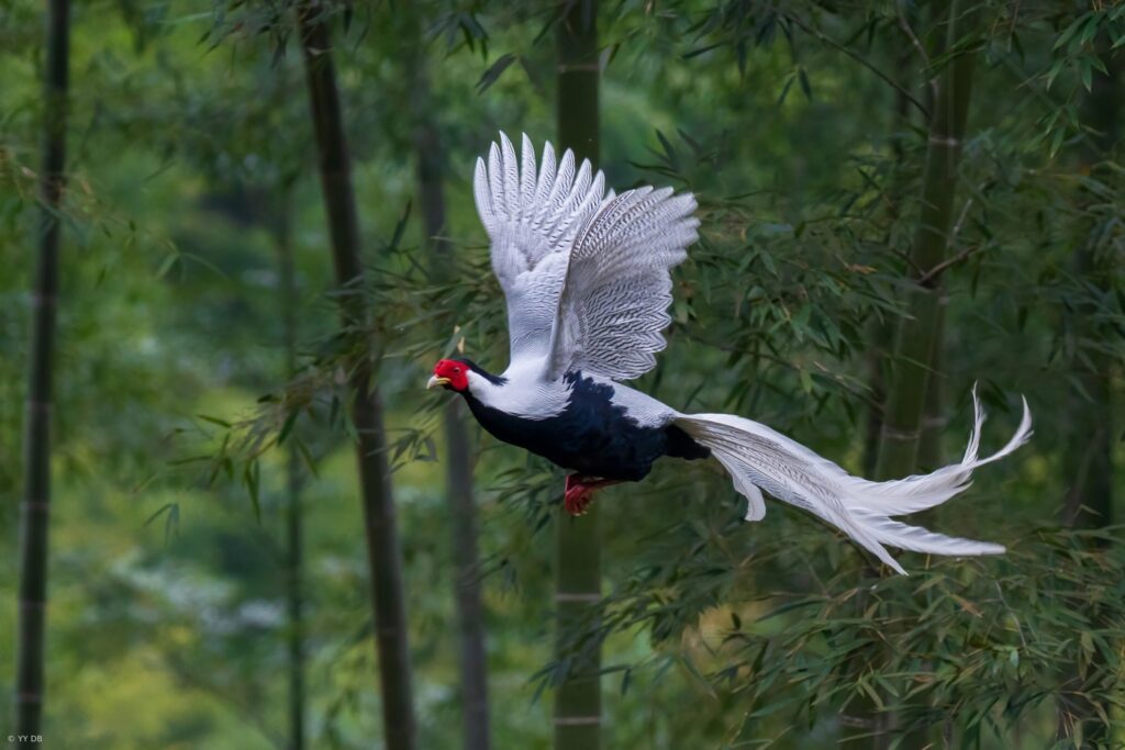 Nhân giống thành công nhiều cá thể gà lôi trắng